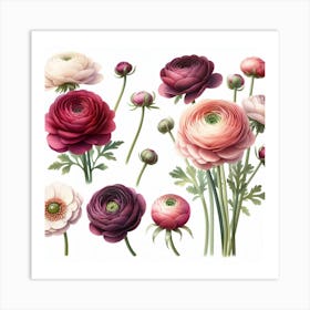 Ranunculus 3 Art Print