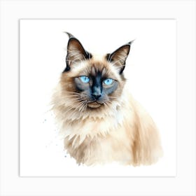 Longhair Siamese Cat Portrait Art Print