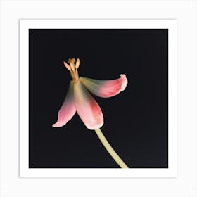 Dried Tulip 2 Instagram Flower Art Print