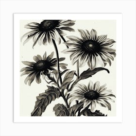 Black And White Flower Print Eyed Susan Wildflower Vintage Botanical Art Print Art Print