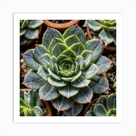 Succulents In Pots Art Print