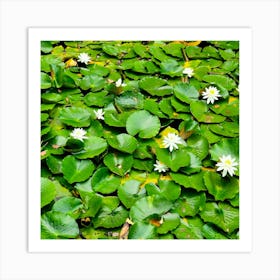 Water Lilies 1 Art Print