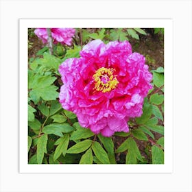 Peony in Japan 27 Art Print