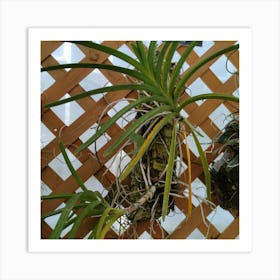 Air Plant Art Print