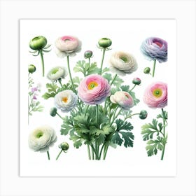 Ranunculus 2 Art Print