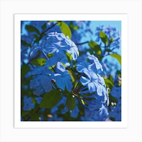 Plumbago Art Print