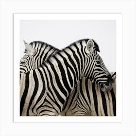 Zebras Art Print