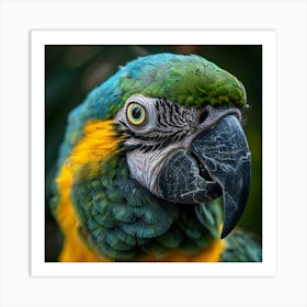 Parrot 16 Art Print