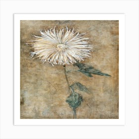 Chrysanthemum Art Print