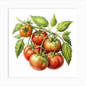 Watercolor Illustration Of Fresh Tomatoes On A Vine Art Print