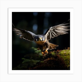 Peregrine Falcon in Flight Art Print