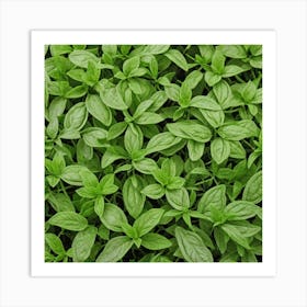 Close Up Of Basil Plants Art Print