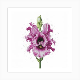 Gladiolus Art Print