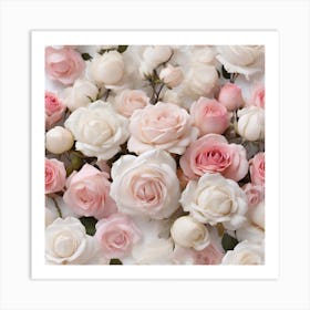 White and pink roses Art Print