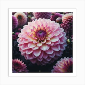 Large pink Dahlia flower 1 Art Print