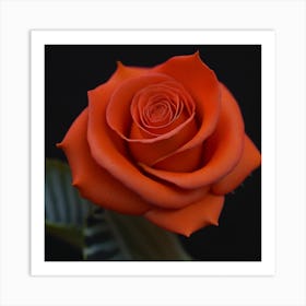 Orange Rose Art Print