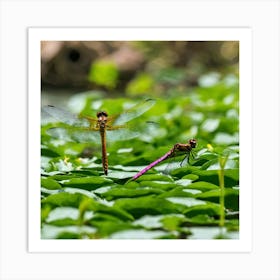 Dragonflies In The Pond Art Print