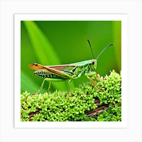 Grasshopper 38 Art Print