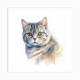 American Shorthair Cat Portrait 1 Art Print