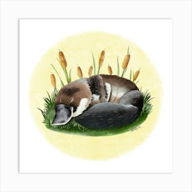 Platypus/Ornithorynque Art Print