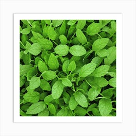 Close Up Of Mint Leaves Art Print