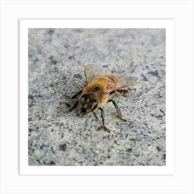 Bee On A Rock Art Print