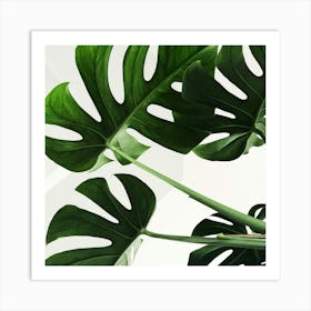 Monstera Photo Square Art Print