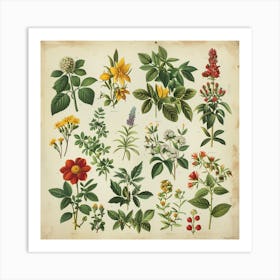 Botanical Print Art Print