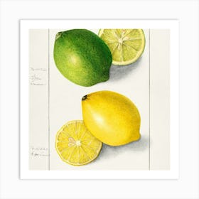 Lemons And Limes Art Print