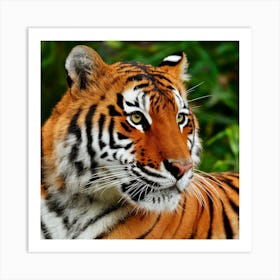 Tiger 4 Art Print