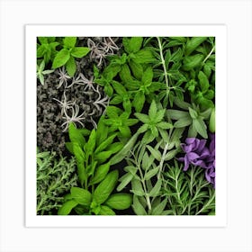 Fresh Herbs On A Black Background 4 Art Print