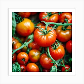 Tomatoes (2) Art Print