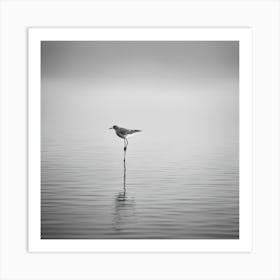 Sandpiper 1 Art Print