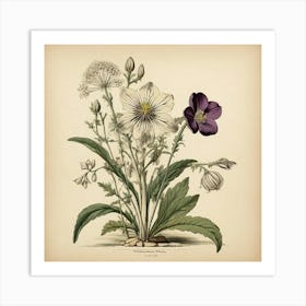 Halonium Wildflower Vintage Botanical Art Print Art Print