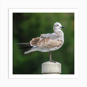 Gull  Bird Resting on a Post Art Print