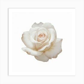 White Rose 1 Art Print