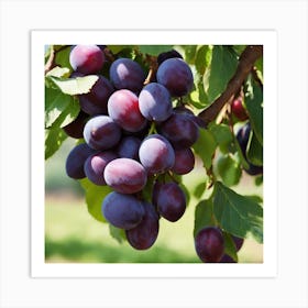 Plums On The Tree 1 Art Print