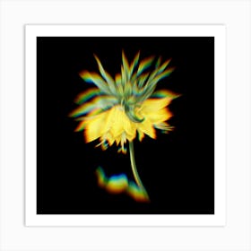 Prism Shift Kaiser's Crown Botanical Illustration on Black n.0080 Art Print