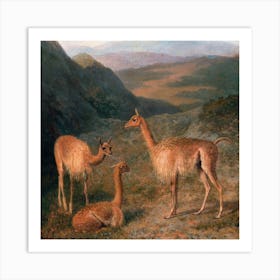 Peruvian Llamas Square Art Print