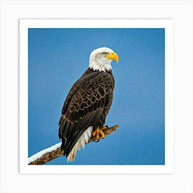 Bald Eagle Art Print