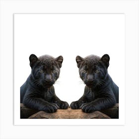 Black Panther Cubs Art Print