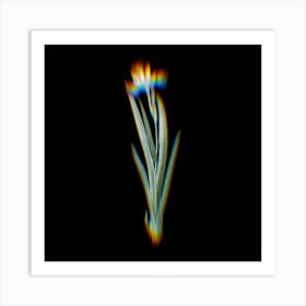Prism Shift Harlequin Blueflag Botanical Illustration on Black n.0244 Art Print