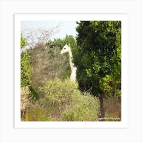 Giraffe Albinism Art Print