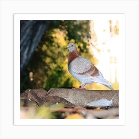 Pigeon at the park Art Print