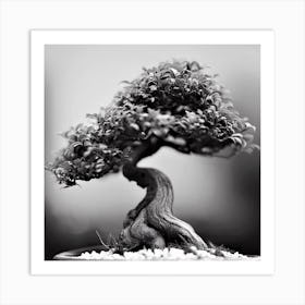 Bonsai Tree Art Print