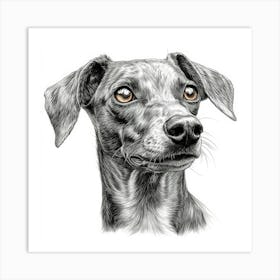 Greyhound Art Print