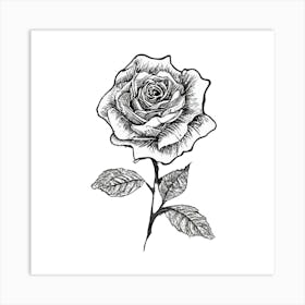 Black And White Rose Art Print