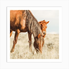 Two Horses Square Art Print