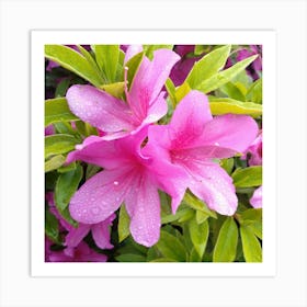 Pink Azaleas 34 Art Print