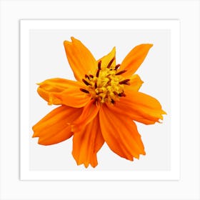 Orange Flower Art Print